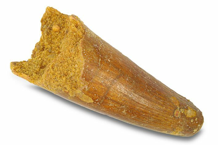 Cretaceous Fossil Crocodylomorph Tooth - Morocco #292229
